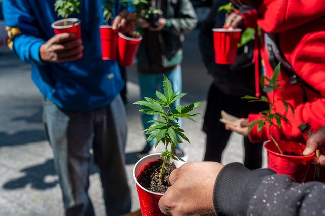 Marijuana grower gives away free marijuana plants in New York at the annual NYC Cannabis Parade.